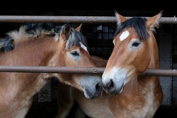 Fototapeta premium Close up of two brown horses in stable on farm.