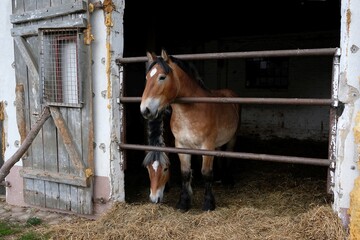 Two brown horses in stable with open doors on farm.