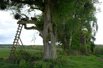 Landscape with trees and hunting tower among fields. Tourist mark with bicycle trail on tree.