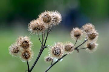 Close-up of dry burdock stalks growing in a meadow