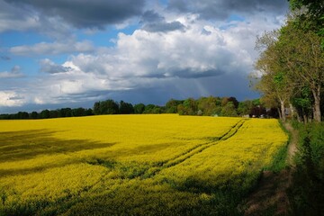 Beautiful landscape with trees and yellow blooming rapeseed field. 