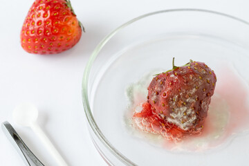 Botrytis cinerea mold aggressively covering strawberry surface, fungal spread captured in macro detail for scientific study of food spoilage and contamination, spoiled fruit
