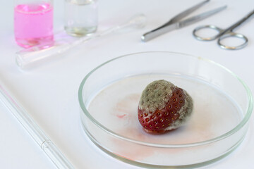 Strawberry sample with visible rot in sterile Petri dish, experimental laboratory study of fungal contamination (Botrytis cinerea) in fruit, laboratory experiment, food hygiene