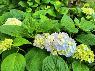 blooming blue broadleaf hydrangea in the garden