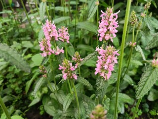 Stachys Summer Crush is a new hybrid variety with dense inflorescences of a delicate pink color,...