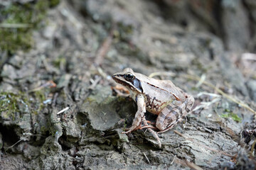 frog on the ground