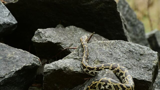 royal python close up with skin texture. snake python on rocks and on ground surface
