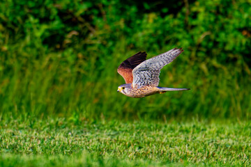 Turmfalke beim Flug über eine Wiese