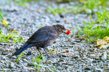 Junge Amsel ( Turdus merula )	mit Frucht