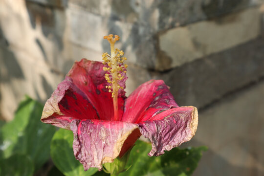 Female holding Wilted light pink Hibiscus flower on green grass. Withered petals in heat
