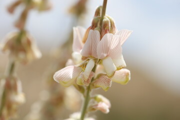 flower, pink, nature, spring, blossom, flowers, tree, plant, bloom, magnolia, garden, branch, macro, orchid, white, purple, apple, beauty, flora, beautiful, blooming, petal, closeup, bud, flowering