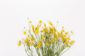 Wild buttercup bouquet on white background, seasonal summer flat lay with space for text, traditional foraging flowers used in solstice celebrations, nature rituals and folklore symbols