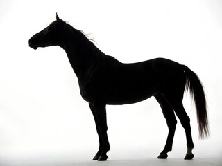 Silhouette of a horse standing gracefully against a white background, highlighting its form