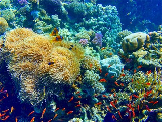 Coral Dive egypt, colorful fauna © Kuba