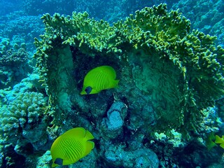 Egypt Dive fauna underwater © Kuba