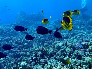 Egypt Dives fauna  © Kuba