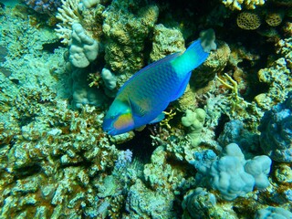 Parrotfish eating coral © Kuba