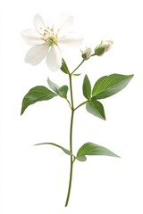 Jasmine flower petal white leaf.
