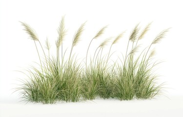Fototapeta premium Three clumps of long grass plant vegetation ornamental.