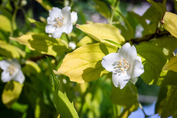 Fototapeta premium White Jasmine Blossoms in Bright Sunlight with Green and Yellow Foliage