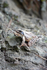 frog on the stone