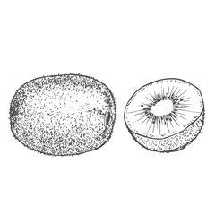 Hand drawn Kiwi Fruit Sketch Illustration