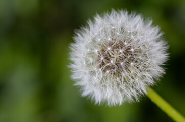Dandelion on green background