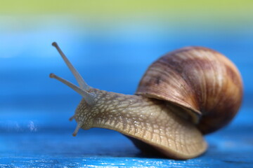 Snail on a blue garden table