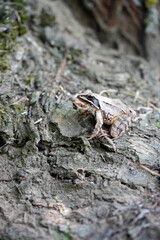  tree frog