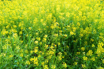 Yellow field rapeseed in bloom in a field in summer daytime.