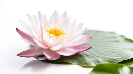 The soft petals of the lotus flower stand out vividly against the simplicity of the white background.

