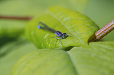 beautiful Platycnemididae, light blue dragonfly on a green leaf from the front, eyes from a...