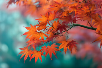 Maple tree displays vivid autumn colors