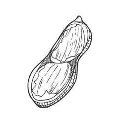 Peanut sketch hand drawn illustration isolated on white background - stock vector