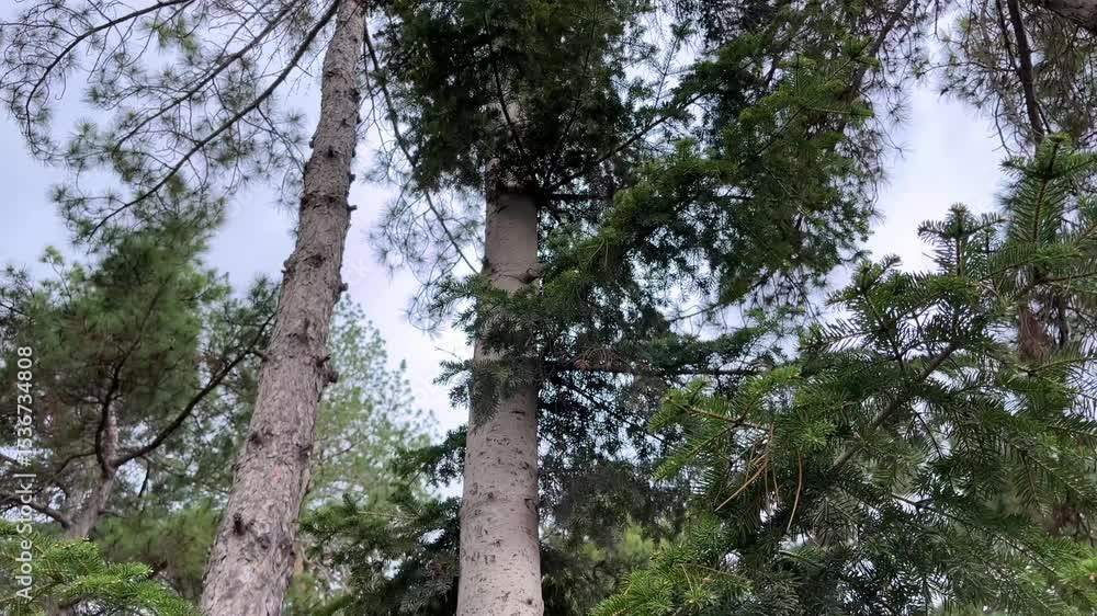 Poster bottom view of pine trees in forest