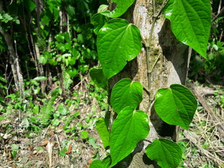 Betel leaves or betel plants that climb trees. Plantation background.