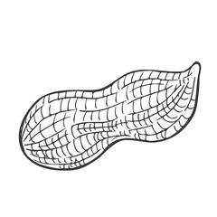 Peanut nut seed vector. Isolated on white background. Peanut butter food ingredient. Engraved hand drawn peanut illustration in retro vintage style. Organic Food, cosmetics, treatment component