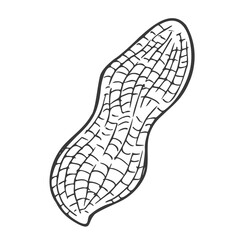 Peanut nut seed vector. Isolated on white background. Peanut butter food ingredient. Engraved hand drawn peanut illustration in retro vintage style. Organic Food, cosmetics, treatment component