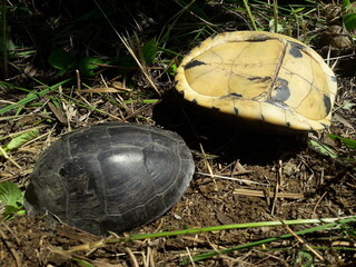 Close up Turtles, are reptiles belonging to the order Testudines or Chelonia. They have hard shells...