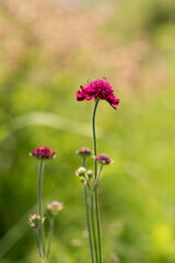 Kwiaty świerzbnica macedońska w kolorze bordowym w ogrodzie, tło kwiatowe.  © Elżbieta Kaps