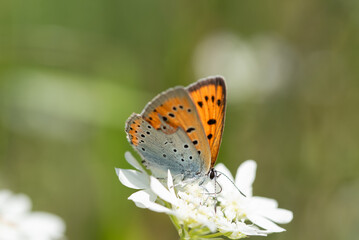 Motyl czerwończyk nieparek, objęty ochroną, na białych kwiatach w ogrodzie.
