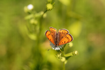 Motyl czerwończyk nieparek, objęty ochroną, na białych kwiatach w ogrodzie.