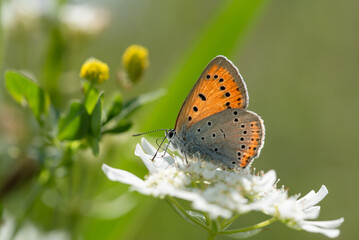 Motyl czerwończyk nieparek, objęty ochroną, na białych kwiatach w ogrodzie.