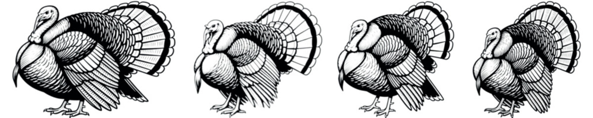Set of Male Turkey Bird Vector Illustrations with Fanned Tails – Perfect for Thanksgiving Designs & Poultry Farming Projects

