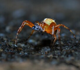 Vibrant Spider Macro Close-Up