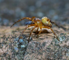 Close-up Spider on Textured Surface