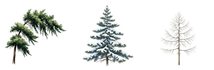 Fototapeta premium Seasonal Watercolor Illustrations of Coniferous Trees: Depicting Snowy Winter Scenes and Bare Branches