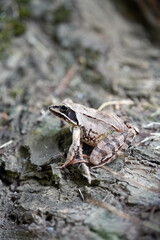 frog