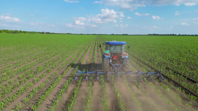 Aerial view of tractor cultivating corn field. Drone shot of interrow cultivator in corn field for mechanical weed control between the plant rows. Spring day landscape, rural scene