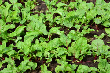 Close-up of Lush Beet Greens Growing in a Garden Bed